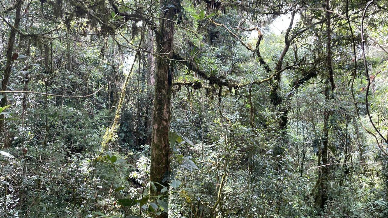 Willa La Bromelia/Cabana De Montana, Cerro De La Muerte. Cartago Zewnętrze zdjęcie