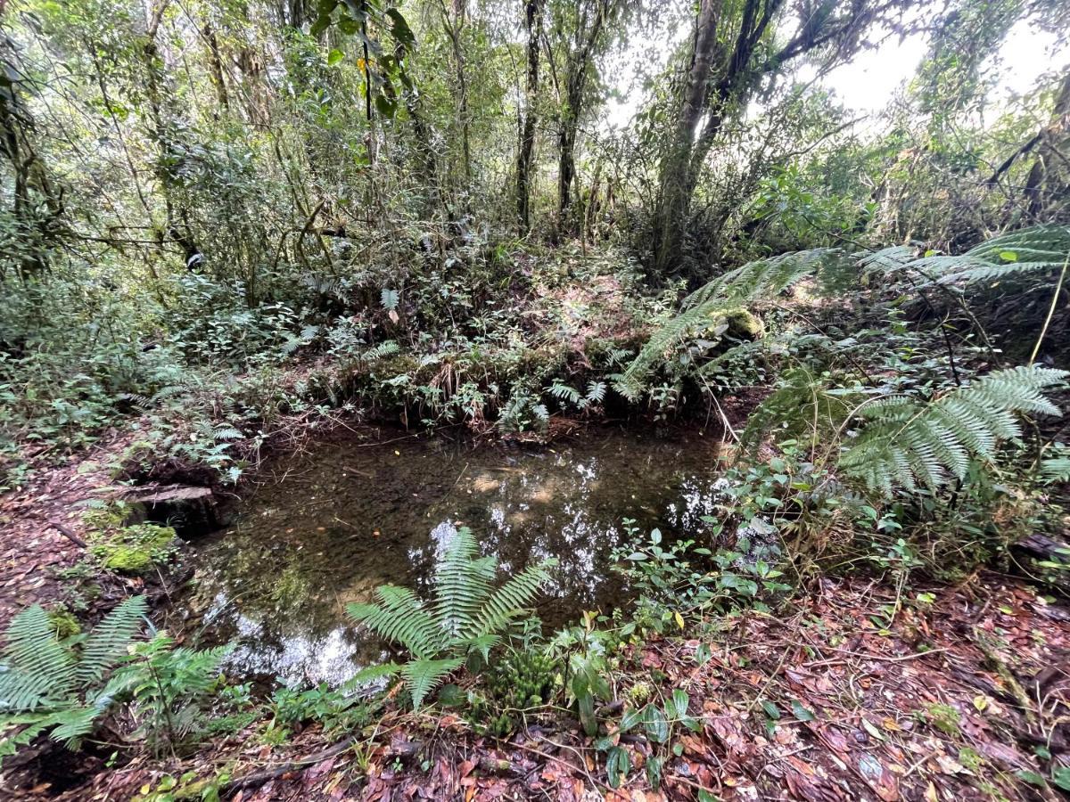 Willa La Bromelia/Cabana De Montana, Cerro De La Muerte. Cartago Zewnętrze zdjęcie