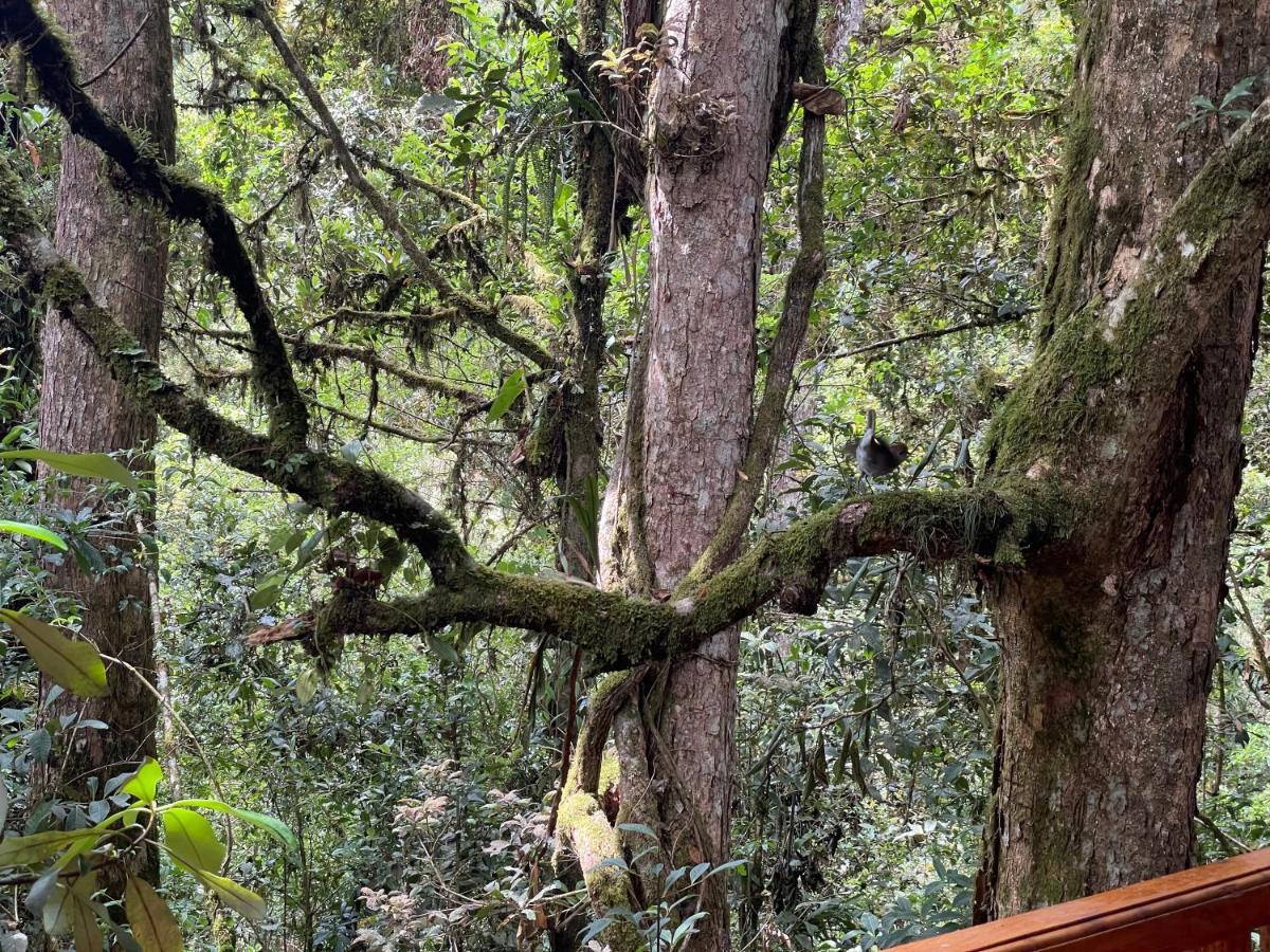 Willa La Bromelia/Cabana De Montana, Cerro De La Muerte. Cartago Zewnętrze zdjęcie